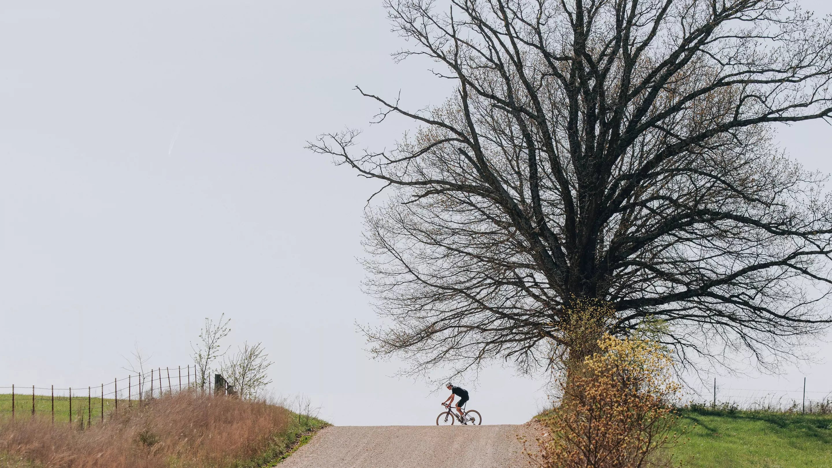 Person riding a bicycle on a path with a large tree in the background